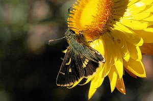 096 Skipper, Large Dingy, 2008-01296163b Canberra, AU